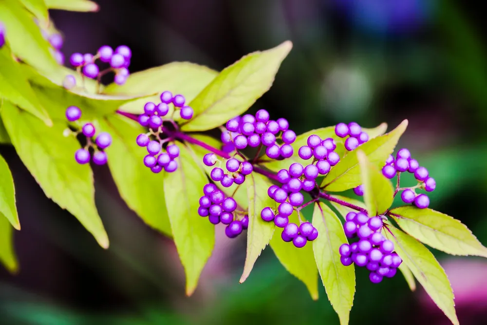 Callicarpa japonica