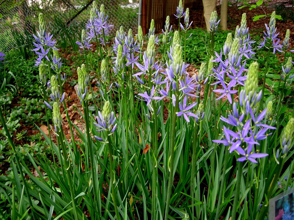 Camassia камассия leichtlinii caerulea