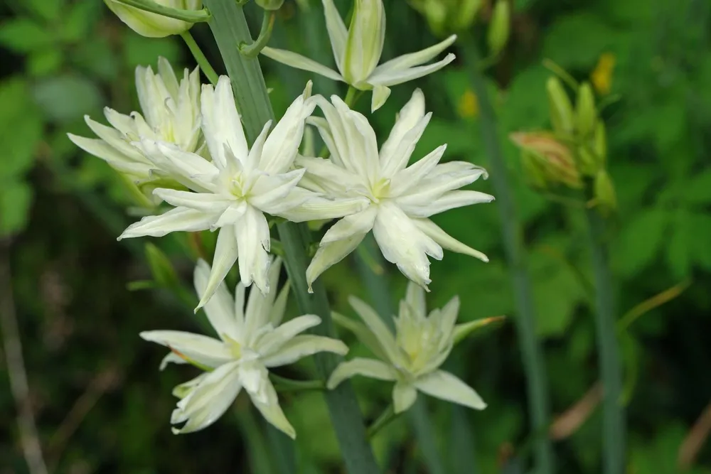 Camassia leichtlinii