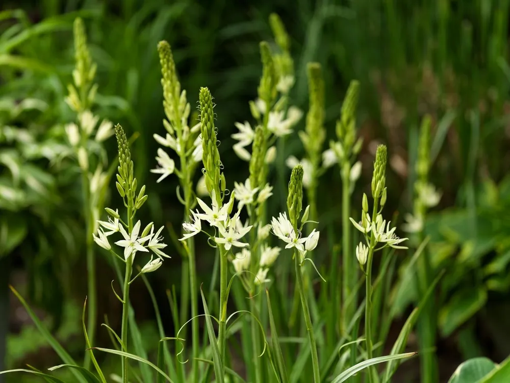 Camassia leichtlinii Alba