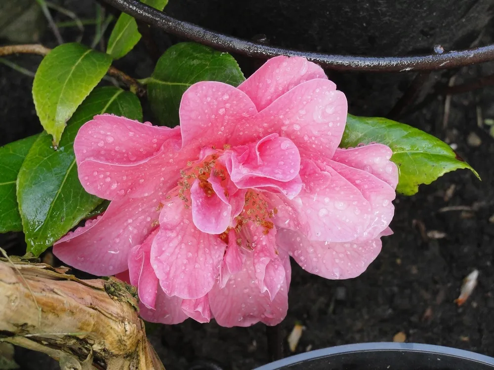 Camellia reticulata