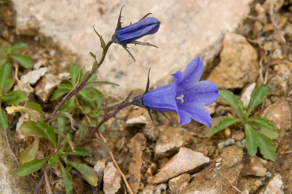 Campanula Saxifraga