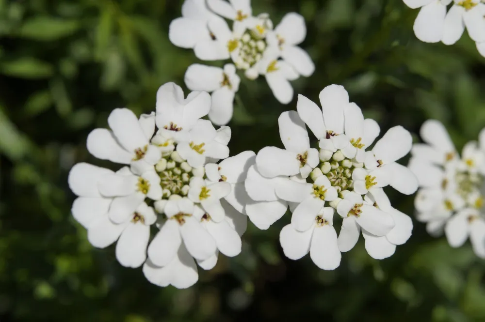 Candytuft иберис