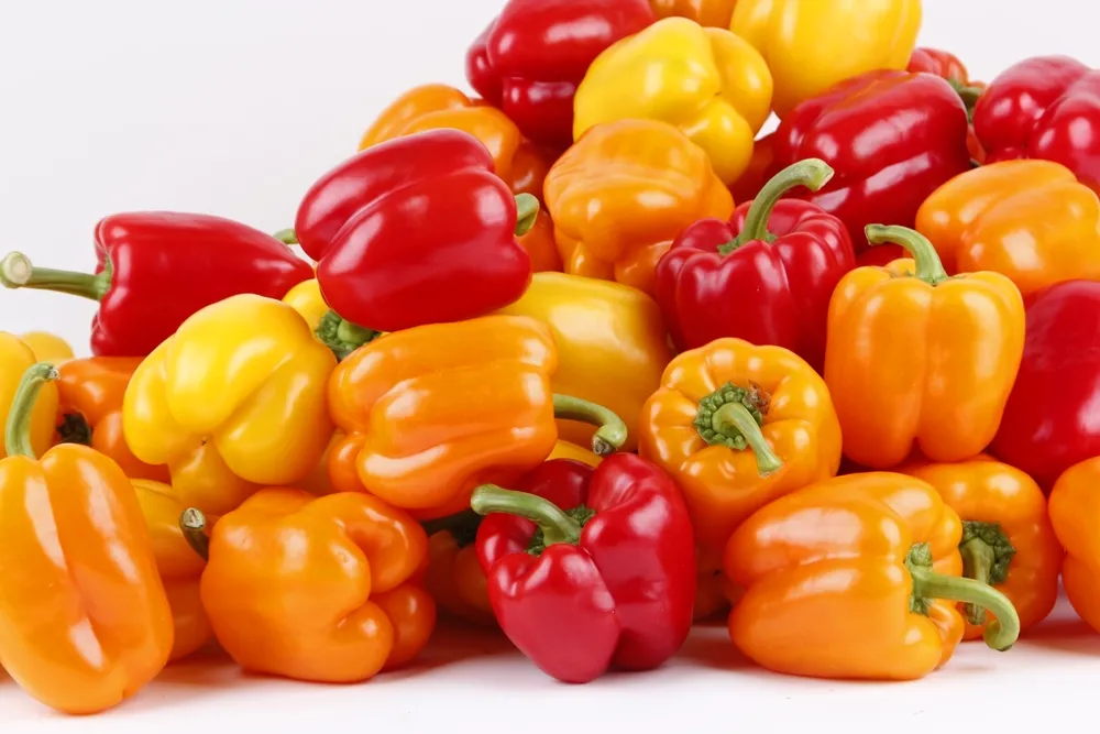 Capsicum annuum сладкий перец