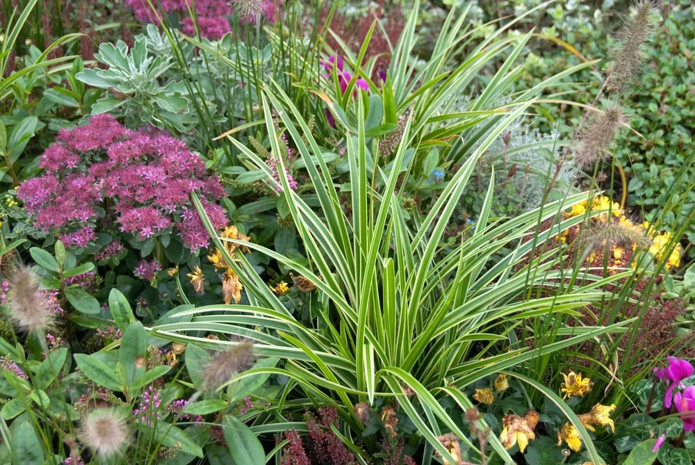 Carex morrowii Goldband