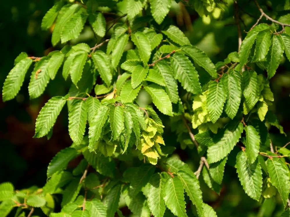 Carpinus orientalis