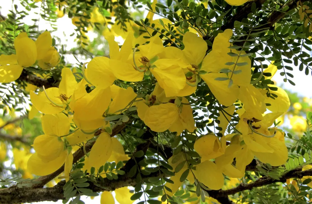 Cassia acutifolia