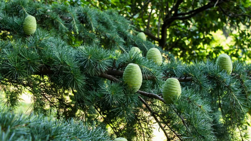 Cedrus deodara Aurea Shalimar