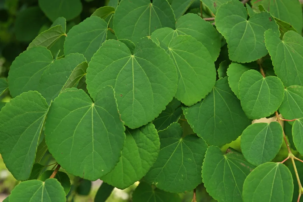 Cercidiphyllum japonicum