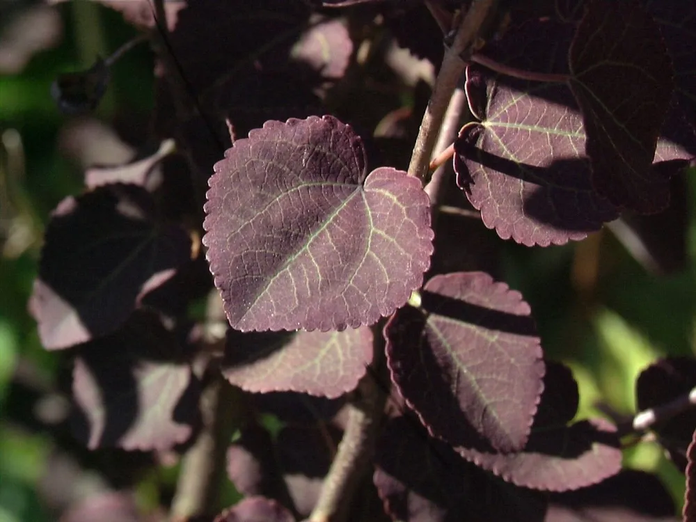 Cercidiphyllum japonicum