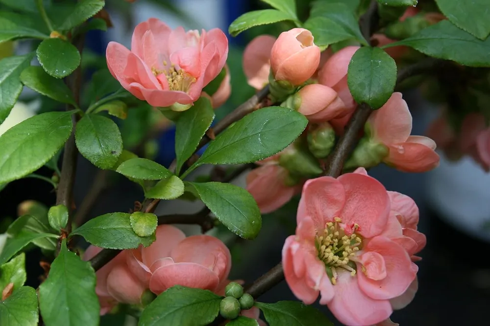 Chaenomeles speciosa