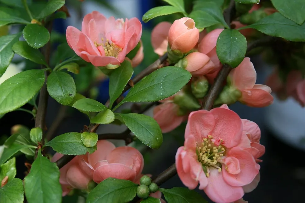 Chaenomeles speciosa