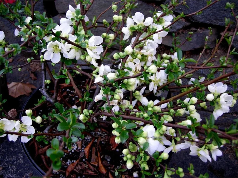 Chaenomeles superba Jet Trail