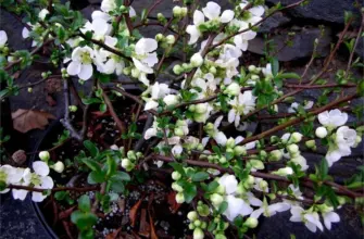 Chaenomeles superba Jet Trail