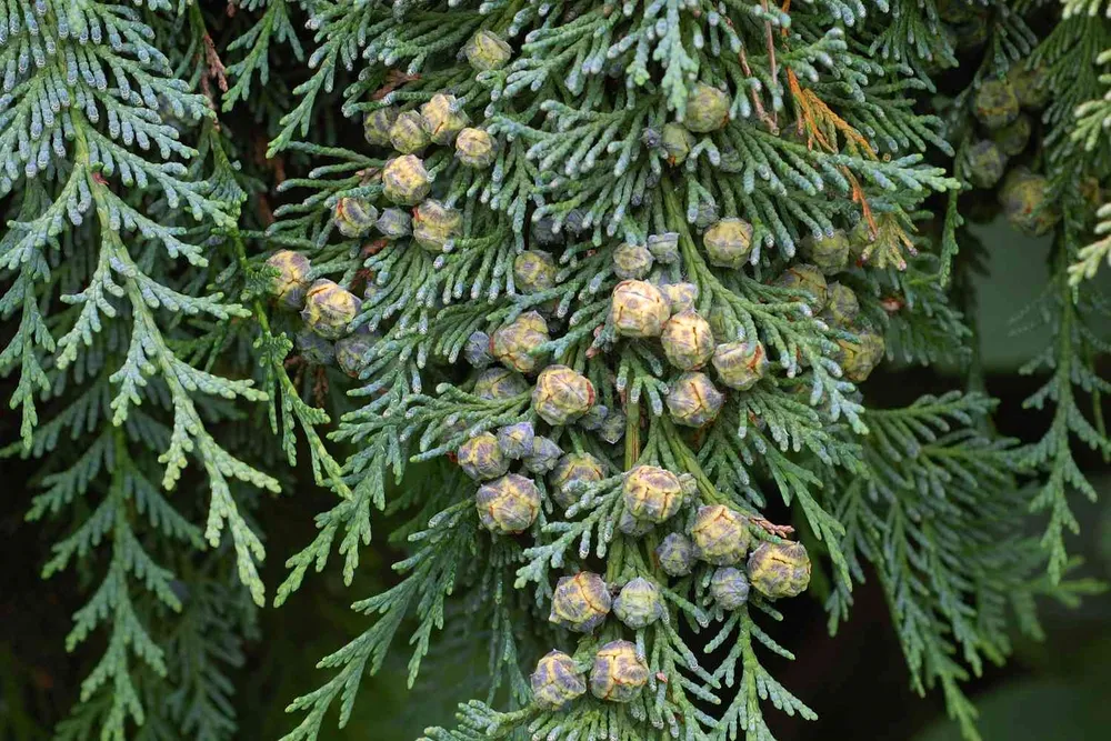 Chamaecyparis lawsoniana