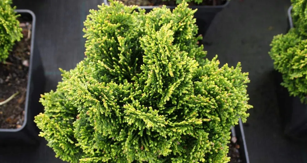 Chamaecyparis obtusa rigid Dwarf