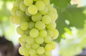 Chardonnay grape