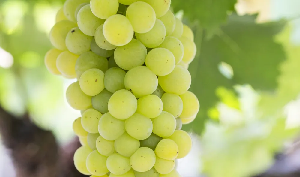 Chardonnay grape