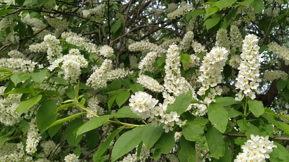 Черемуха Амурская