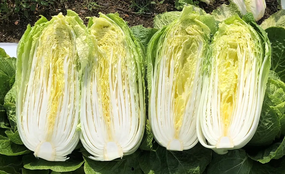 Chinese Cabbage