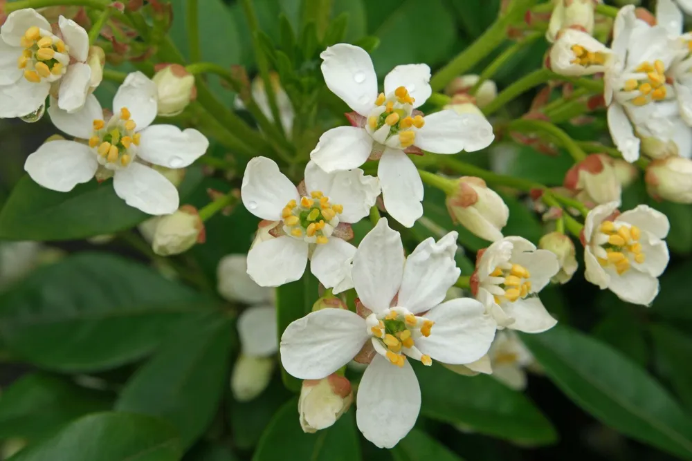 Choisya ternata