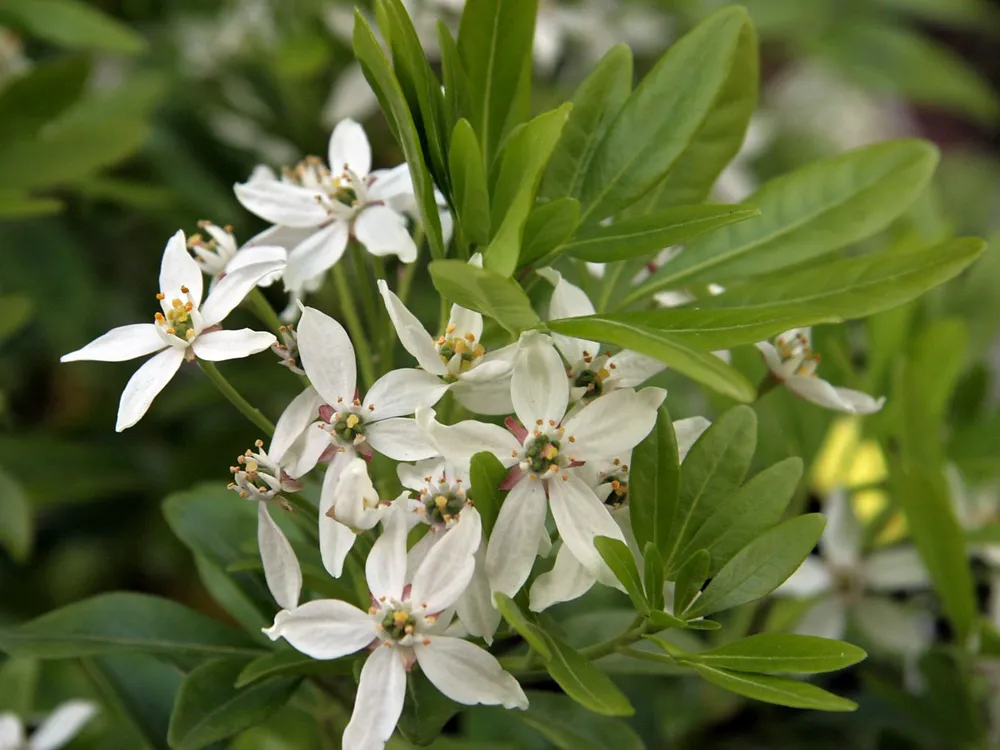 Choisya ternata