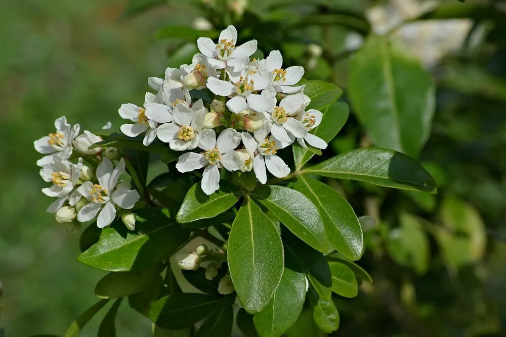 Choisya ternata