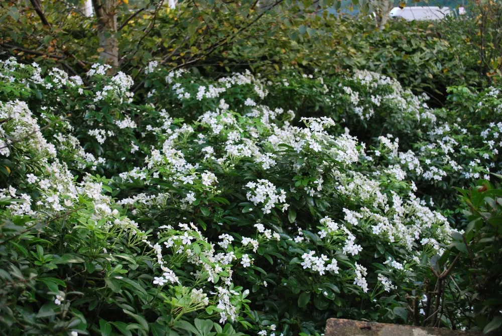 Choisya ternata растение