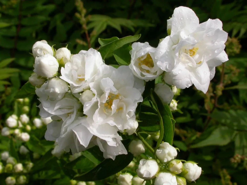 Чубушник Bouquet Blanc