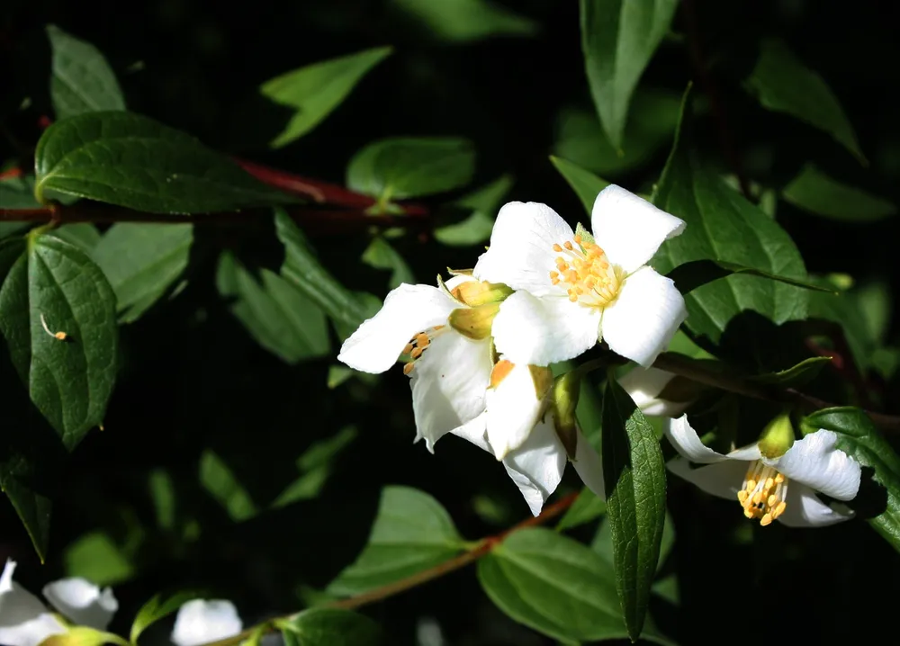 Чубушник мелколистный Philadelphus microphyllus