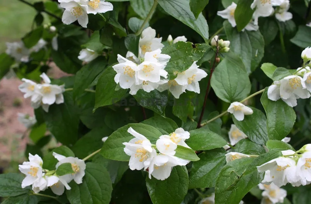 Чубушник венечный Philadelphus coronarius