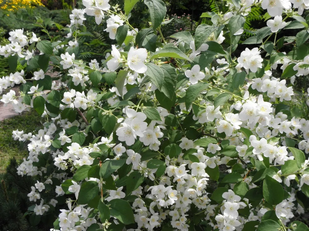 Чубушник венечный Philadelphus coronarius