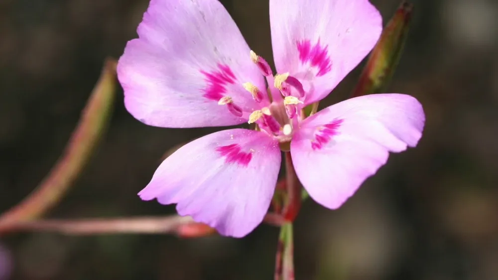 Clarkia Amoena