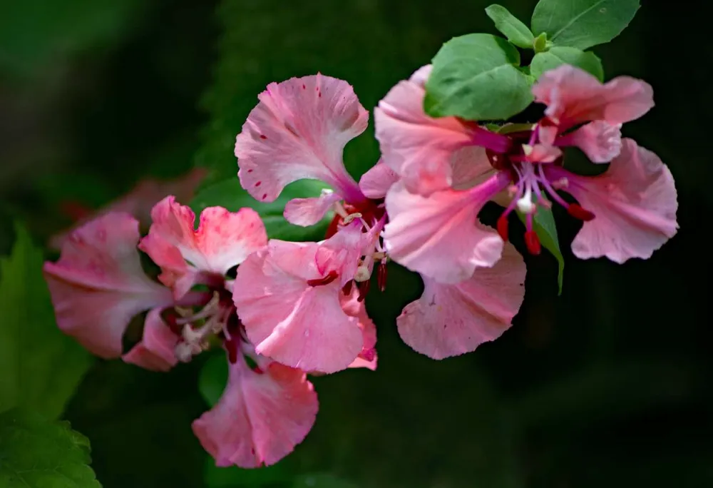 Clarkia unguiculata