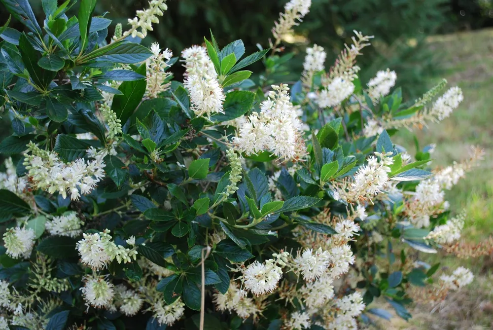 Clethra alnifolia