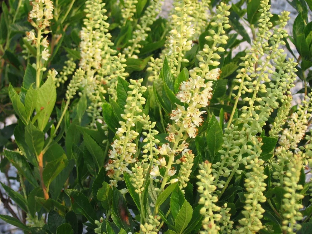 Clethra alnifolia