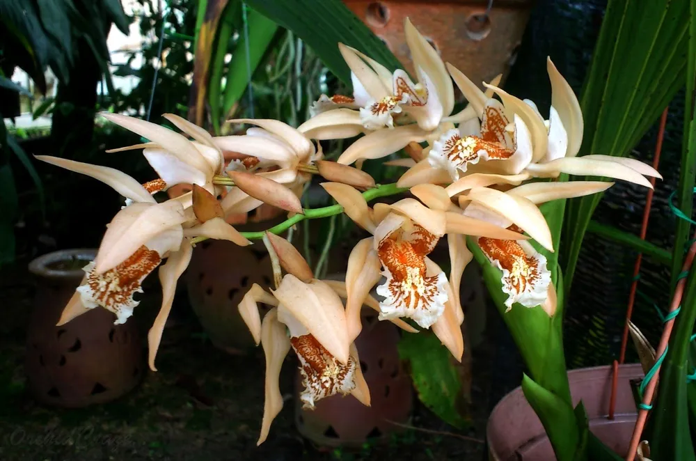 Coelogyne Asperata