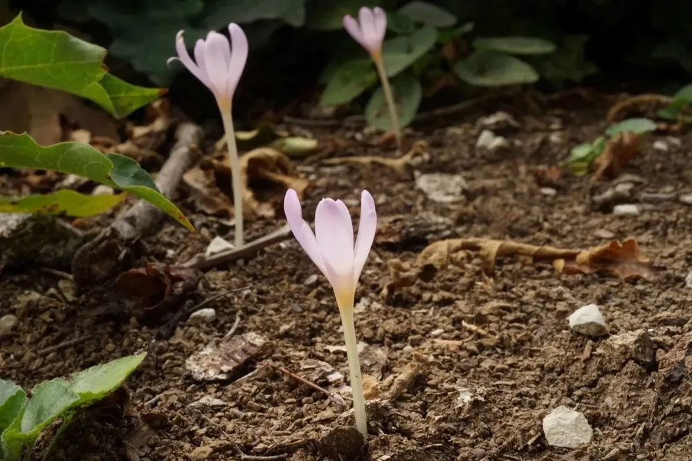 Colchicum umbrosum