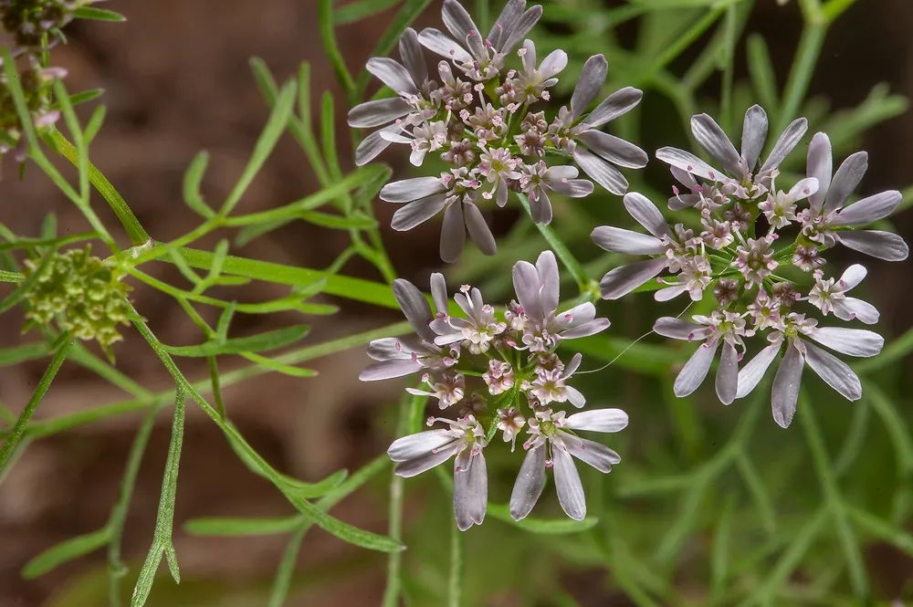 Coriandrum Coriandrum sativum