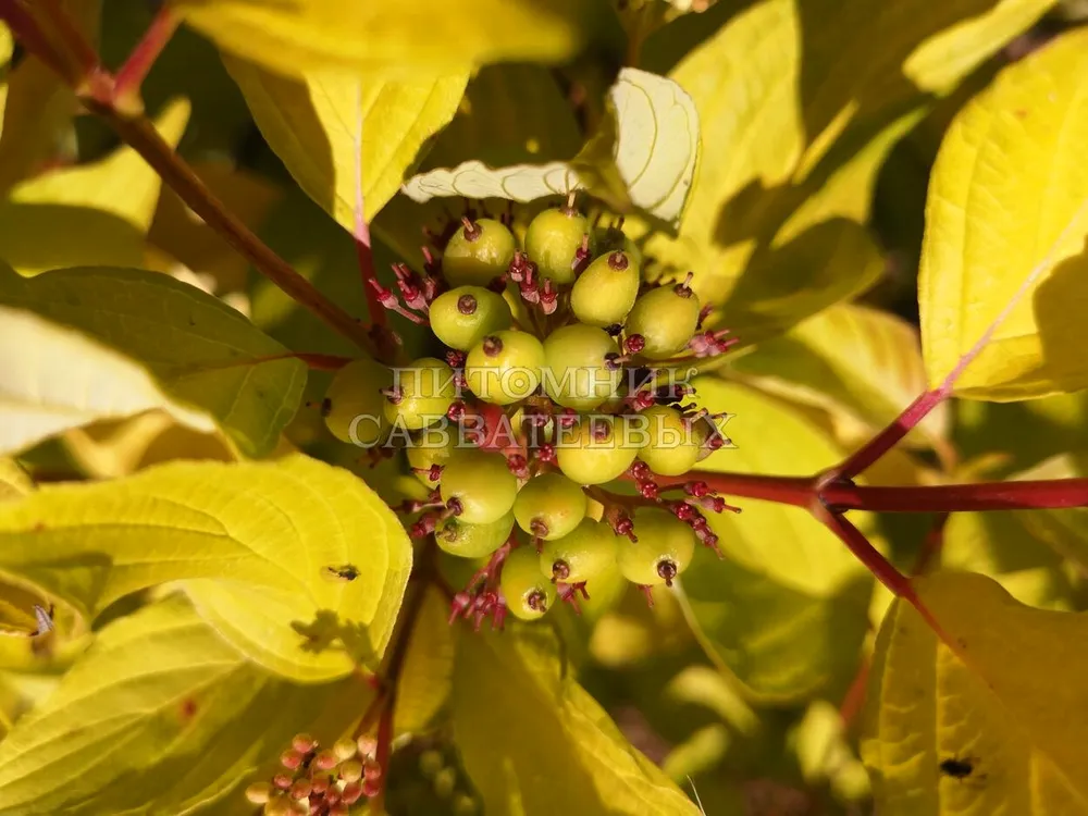 Cornus Alba Aurea