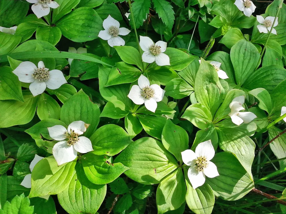 Cornus canadensis дёрен канадский