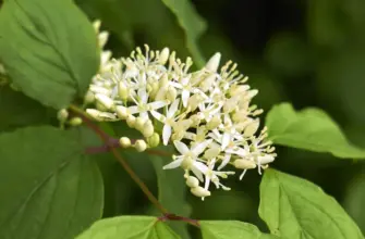 Cornus sanguinea - кизил