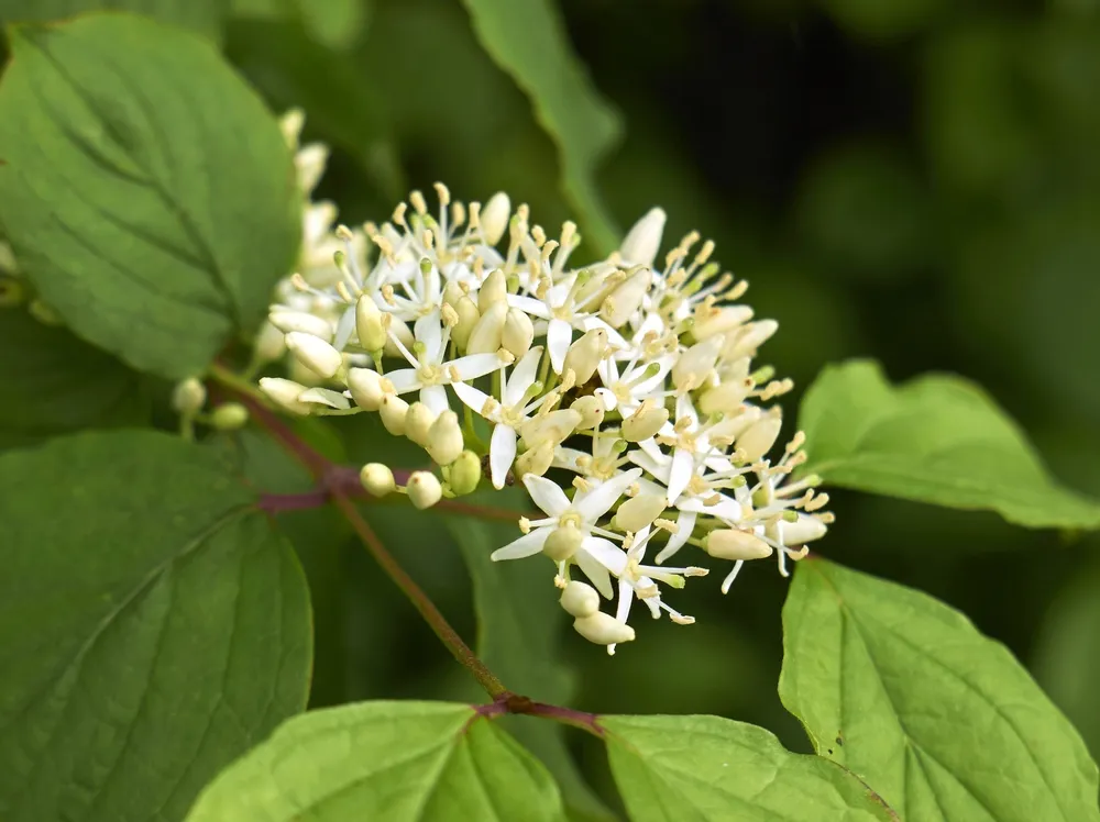 Cornus sanguinea - кизил