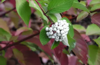 Cornus sericea farba