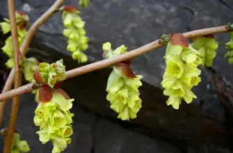 Corylopsis pauciflora