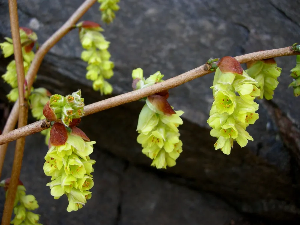 Corylopsis pauciflora