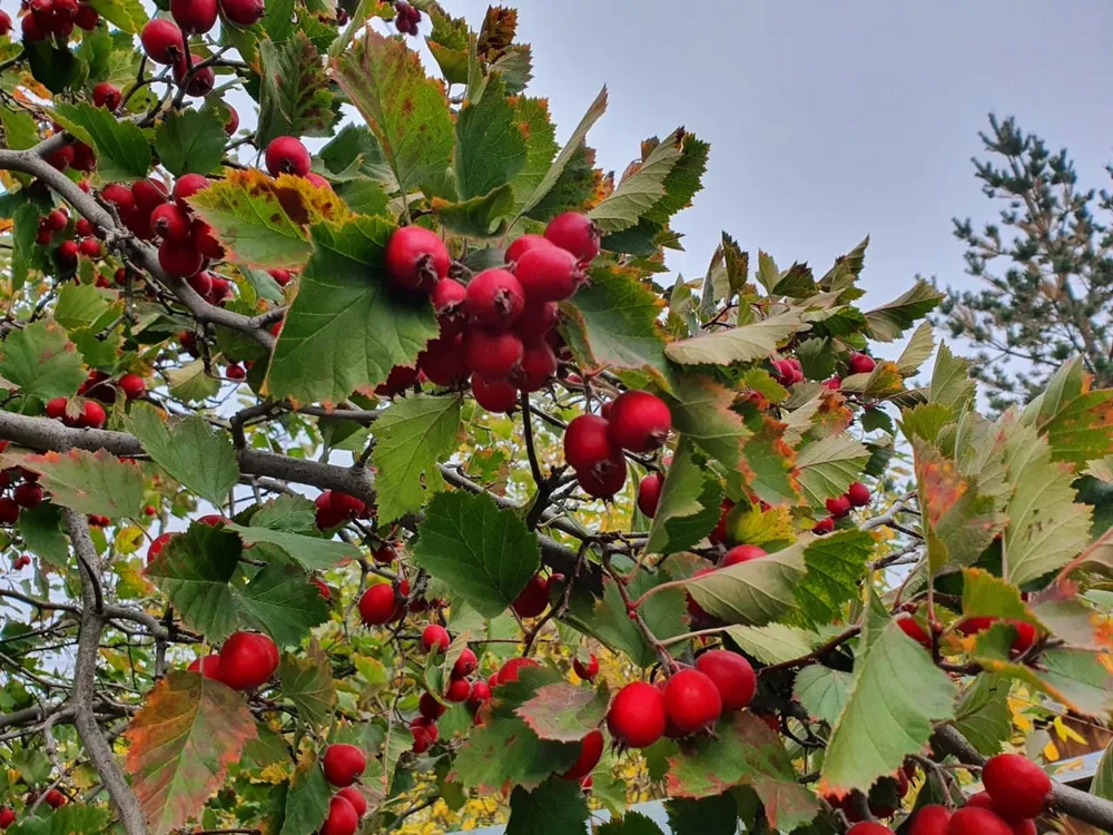 Crataegus arnoldiana