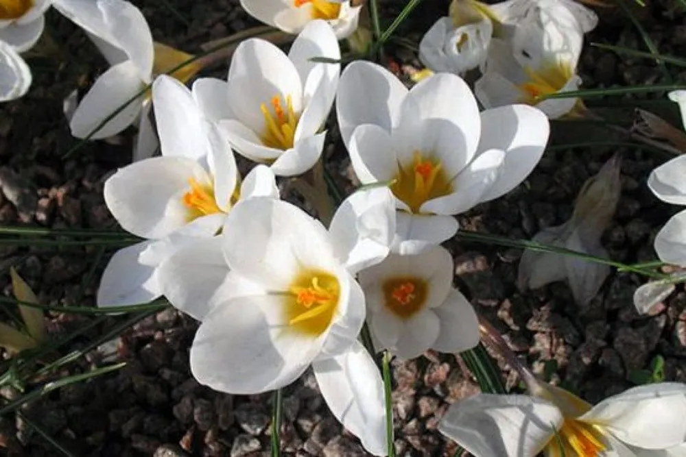 Crocus biflorus