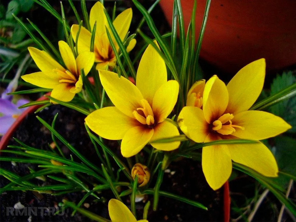 Crocus korolkowii