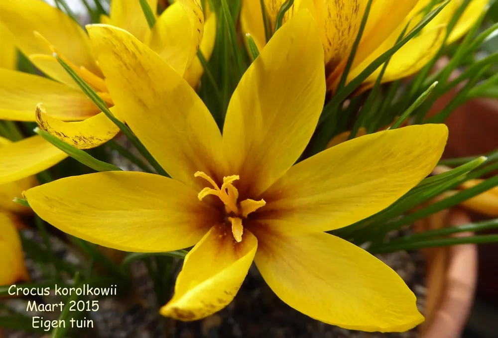 Crocus korolkowii